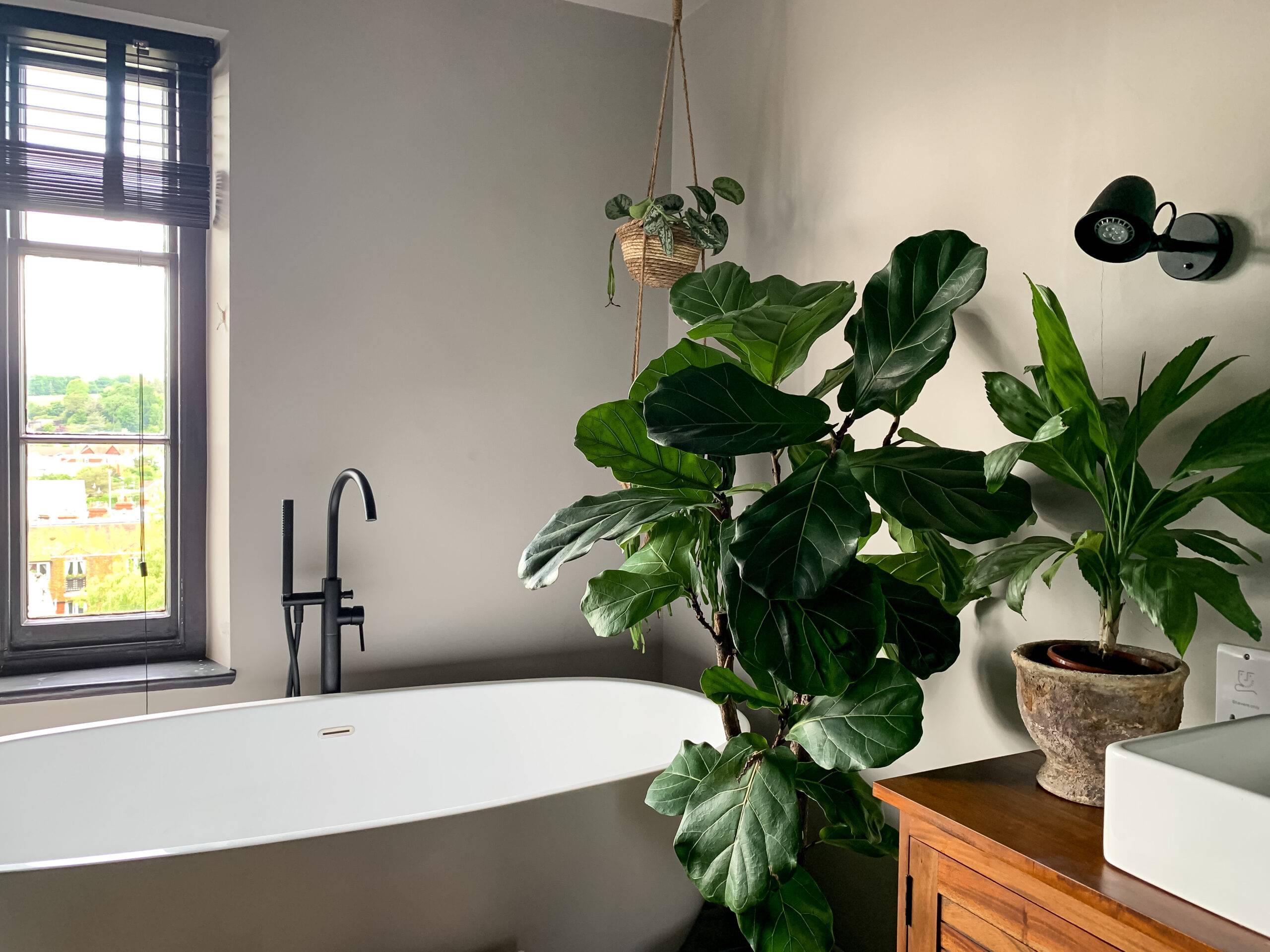 A fiddle leaf fig in a bathroom next to a bathtub.